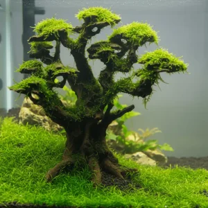 NatureHolic Stone Bonsai Mugen, 26 x 30 x 14 cm Neue Kollektion